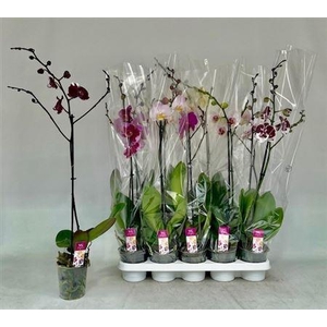 Phal Gem 1 Branche 9+