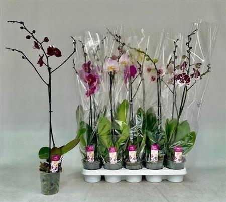 <h4>Phal Gem 1 Branche 9+</h4>