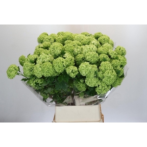 VIBURNUM ROSEUM 4 KOP*