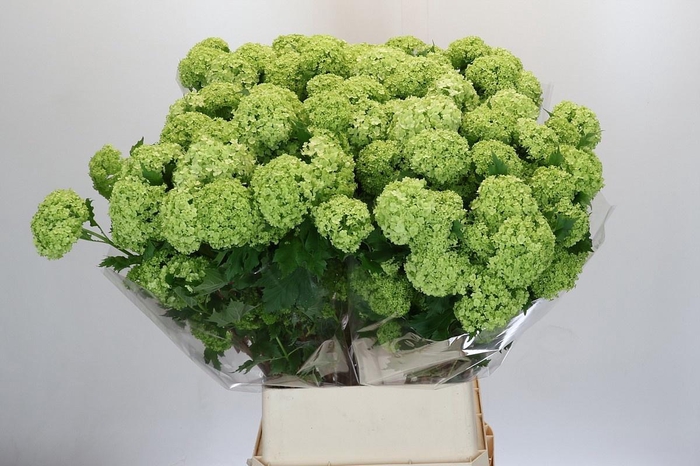 <h4>VIBURNUM ROSEUM 4 KOP*</h4>