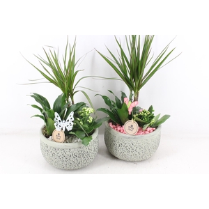 arr2 PL - Ker. barok dracena - roze/wit
