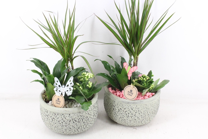 <h4>arr2 PL - Ker. barok dracena - roze/wit</h4>