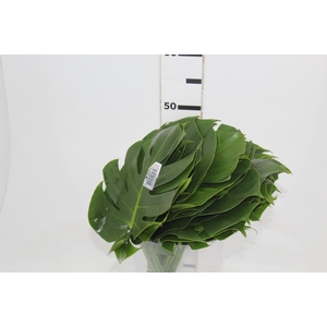 FOLHAGEM MONSTERA DELICIOSA 020 CM