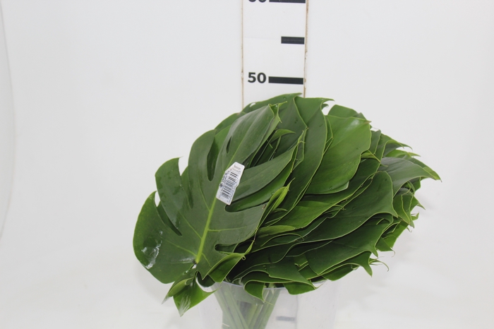 <h4>FOLHAGEM MONSTERA DELICIOSA 020 CM</h4>