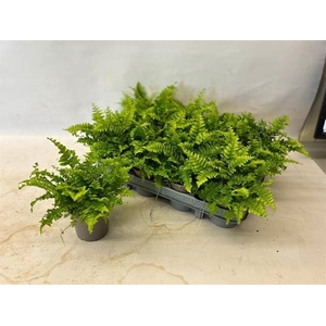 Nephrolepis exal. 'Green Moment'