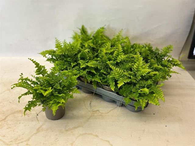 <h4>Nephrolepis exal. 'Green Moment'</h4>