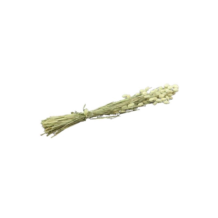 <h4>Bunch Phalaris Slv 200g L60</h4>