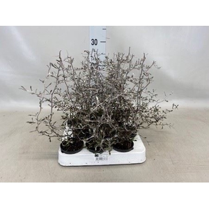 Corokia cotoneaster