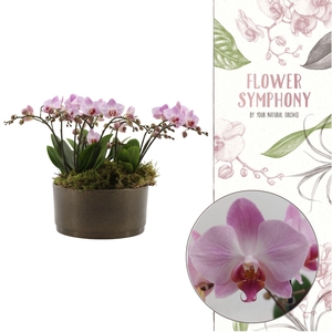 Flower Symphony | 3 x 5 tak Antwerp in Sarah Bowl