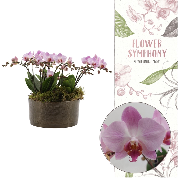 <h4>Flower Symphony | 3 x 5 tak Antwerp in Sarah Bowl</h4>