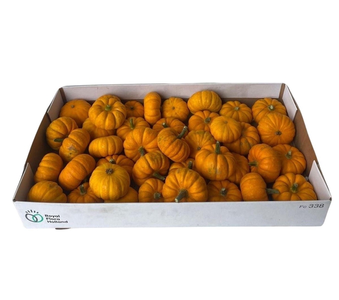<h4>Cucurbita</h4>