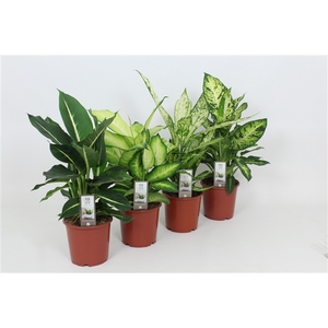 Purify Dieffenbachia Gemengd Luxe 17 cm