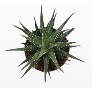 Haworthia fasciata 'Big Band'