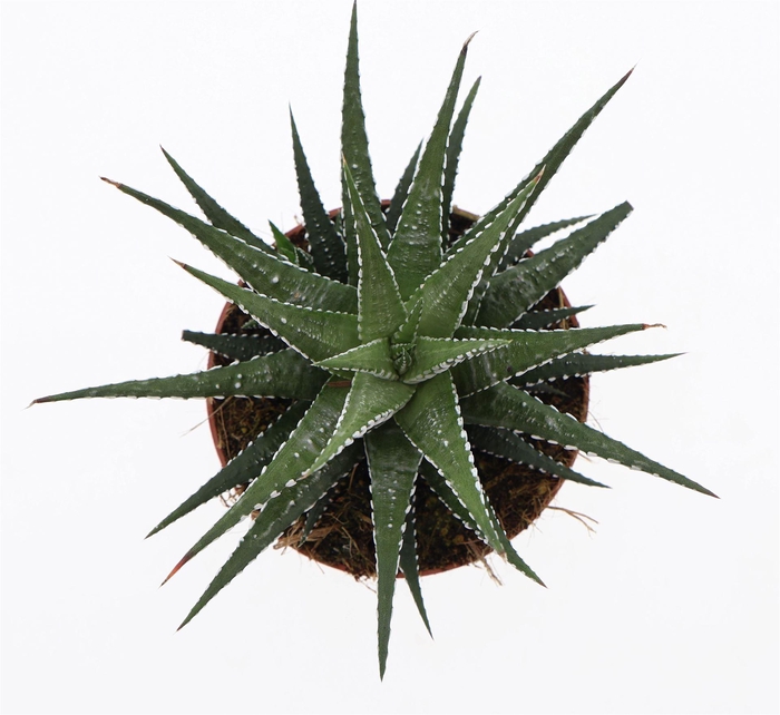 <h4>Haworthia fasciata 'Big Band'</h4>
