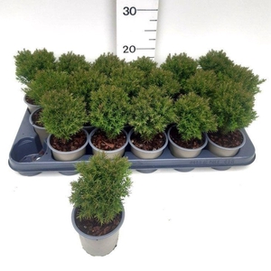 THUJA O TEDDY