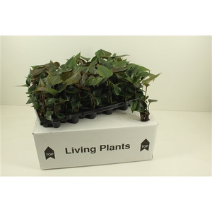 Youngplants in tray, for growers