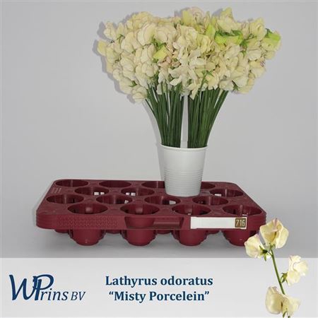 <h4>Lathyrus Mist Porcelei</h4>