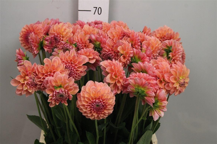 <h4>Dahl Lindas Baby</h4>