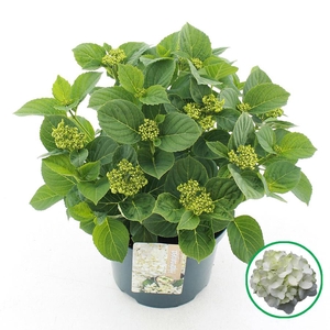 Hydrangea macr. Wit C5 (23cm.) Kn.