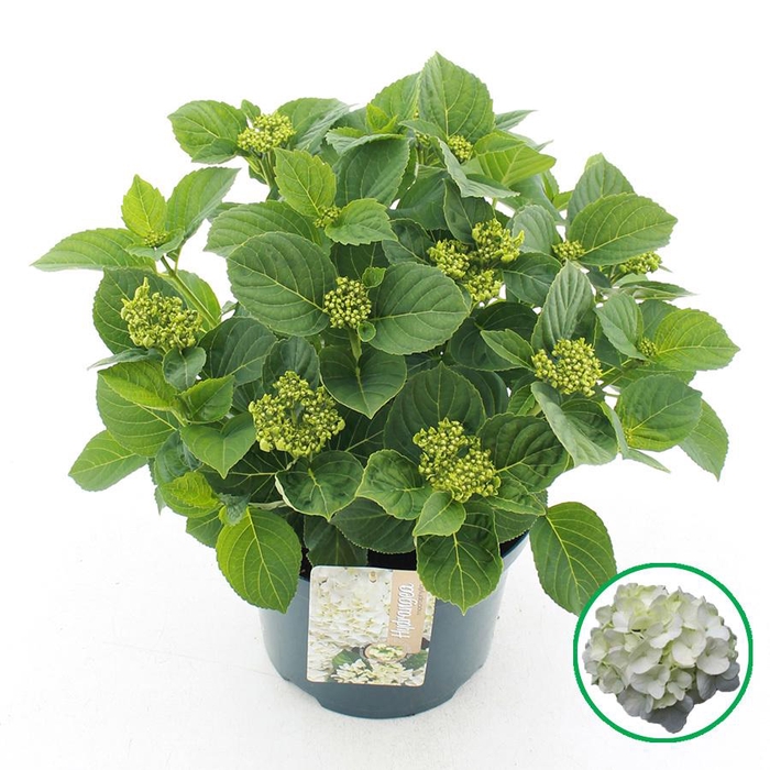 <h4>Hydrangea macr. Wit C5 (23cm.) Kn.</h4>