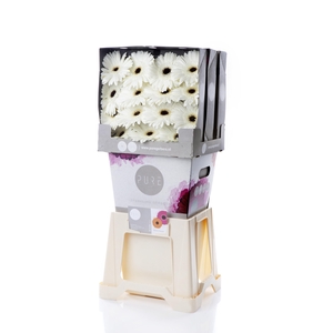 Gerbera White House Diamond