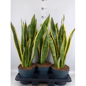 Sansevieria trifa. 'Laurentii'