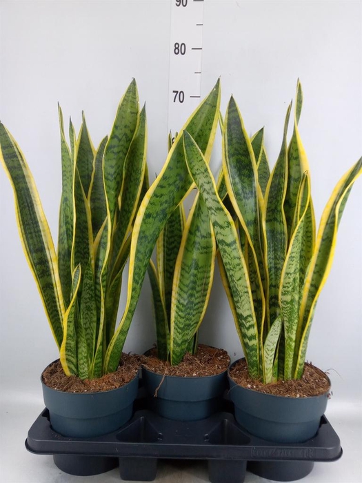 <h4>Sansevieria trifa. 'Laurentii'</h4>