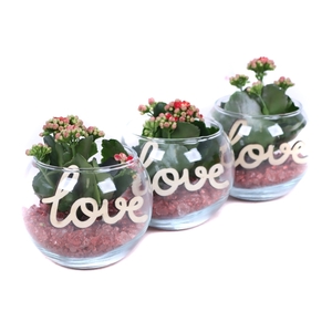 Opgemaakte boule glas met kalanchoe, rode steentjes en bijsteker