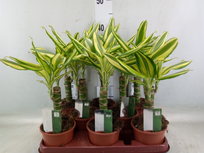 <h4>Dracaena frag. 'Yellow Coast'</h4>