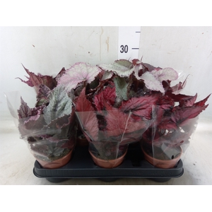 Begonia BD rex   ...mix
