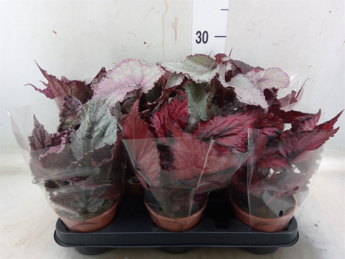 <h4>Begonia BD rex   ...mix</h4>