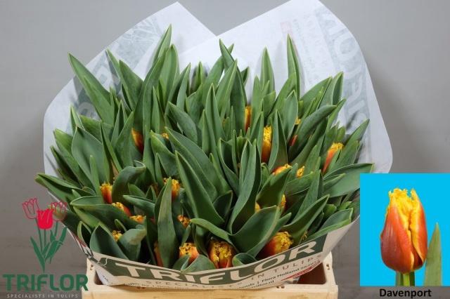 <h4>TU FR DAVENPORT</h4>