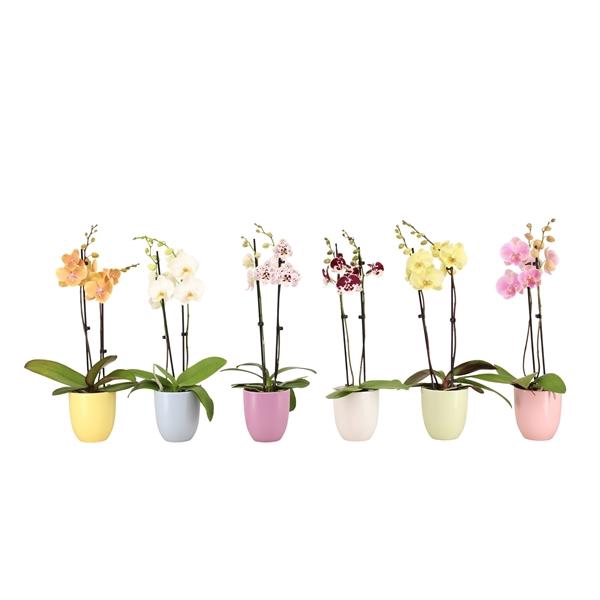 <h4>Hugo Pastel Mix Phal Mix 2T14+</h4>