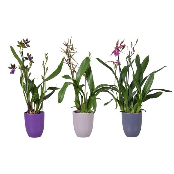 <h4>Orchidee</h4>