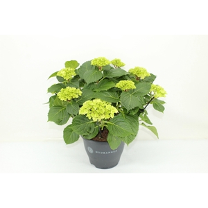 Hydrangea Hi River pink (Hortensia)