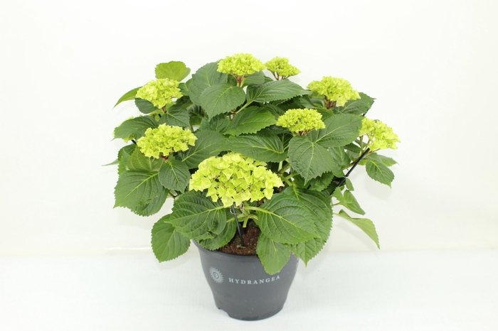 <h4>Hydrangea Hi River pink (Hortensia)</h4>