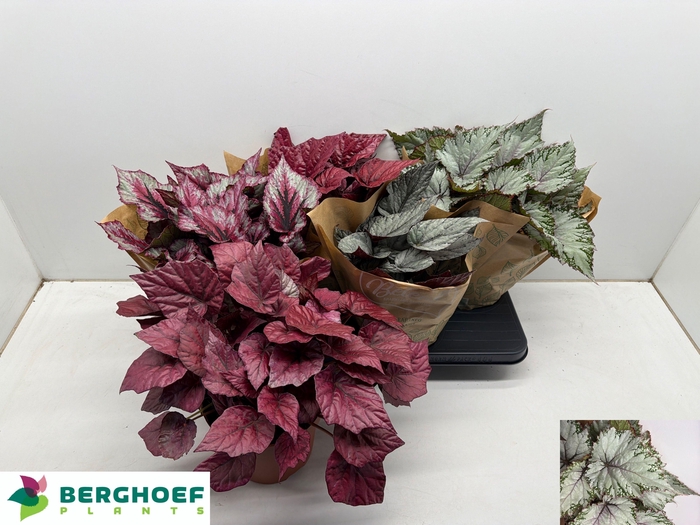 <h4>BEG BEL GEM</h4>