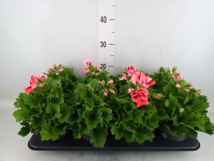 <h4>Pelargonium gran.   ..</h4>
