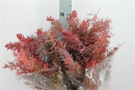 <h4>Acacia Mimosa Klb Balyana Red</h4>