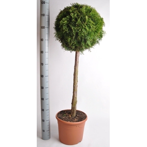Thuja oc. Smaragd, stam 60 cm 7.5 liter deco