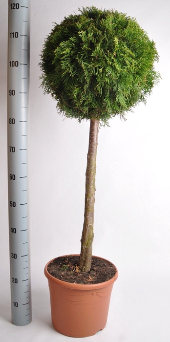 <h4>Thuja oc. Smaragd, stam 60 cm 7.5 liter deco</h4>