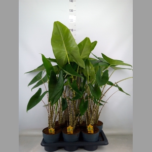 Alocasia zebrina