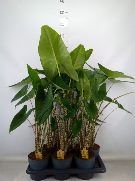 <h4>Alocasia zebrina</h4>