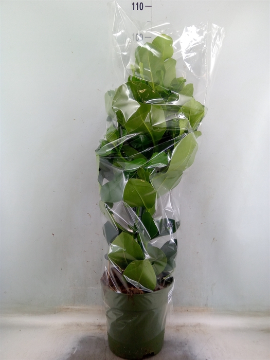 <h4>Clusia rosea</h4>