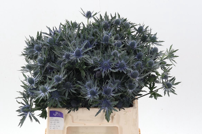 <h4>Eryn Orion Qstar</h4>