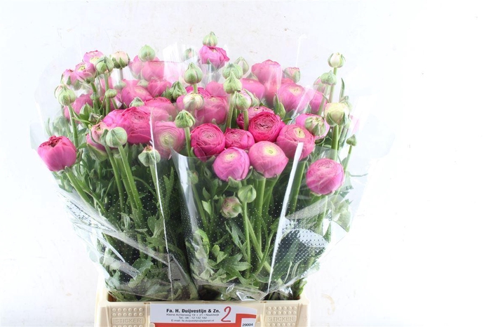 <h4>Ran Aazur Deep Rose</h4>