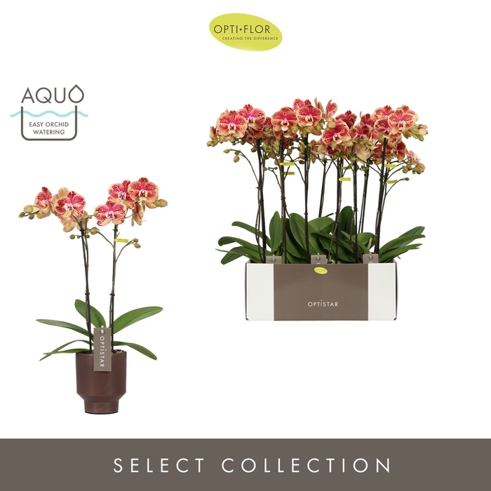 <h4>Phalaenopsis overig rood (meerdere</h4>