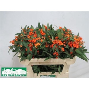 Euph F T Queen Orang