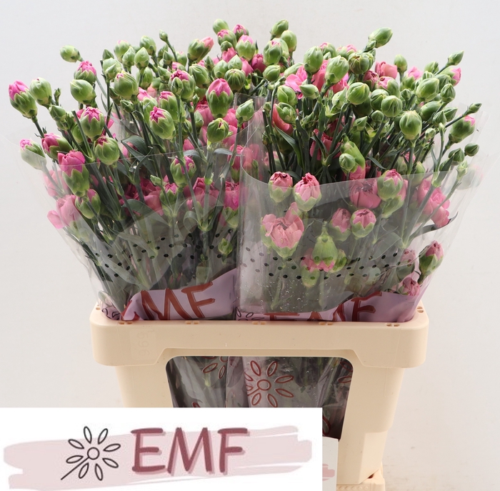 <h4>Di Tr Miss Sassy</h4>