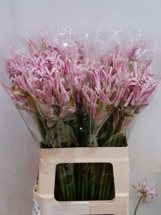 <h4>NE BO BERENICE</h4>